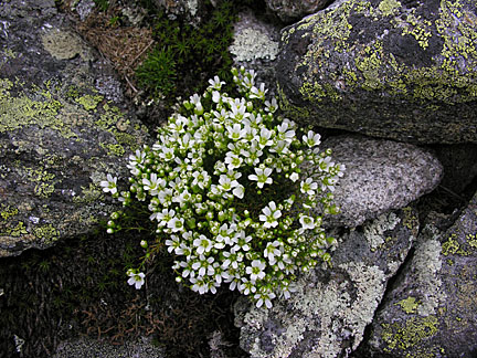 21boottspur72206